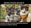 Oddziały Jarka