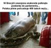 Duże zapotrzebowanie 