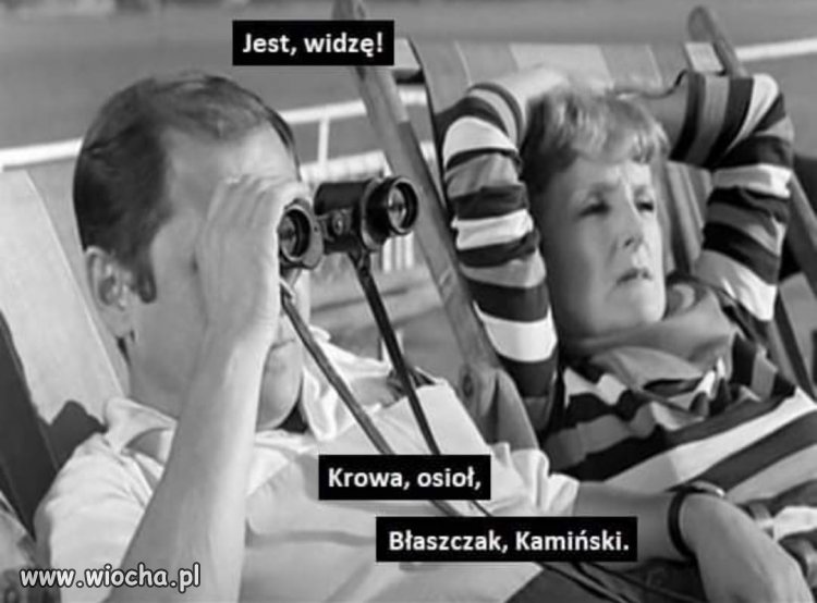 Krowa, osioł