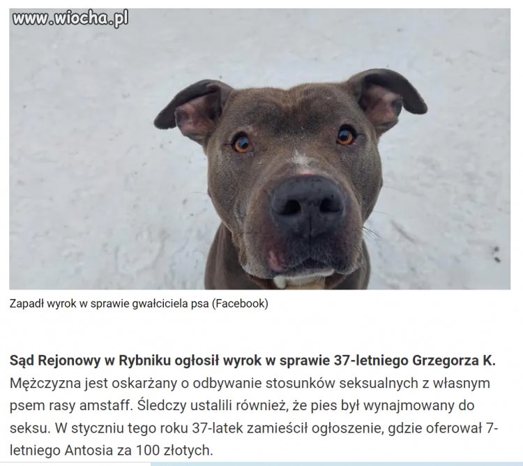 Totalne zbydlęcenie - no bo jak to inaczej nazwać?