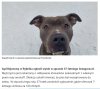 Totalne zbydlęcenie - no bo jak to inaczej nazwać?