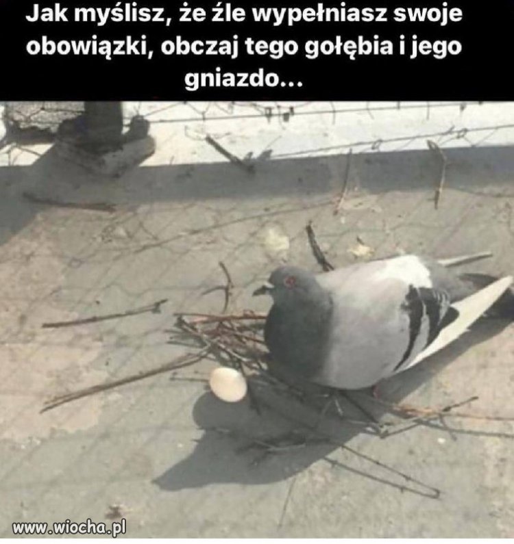 Żadna praca nie hańbi 