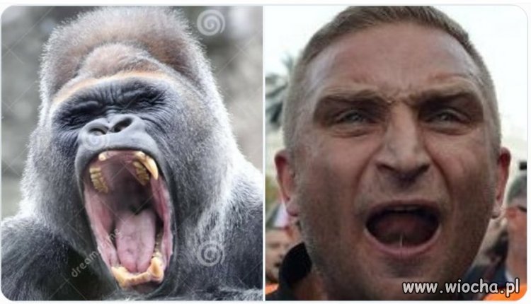 No cóż, ewolucja płata różne figle ...