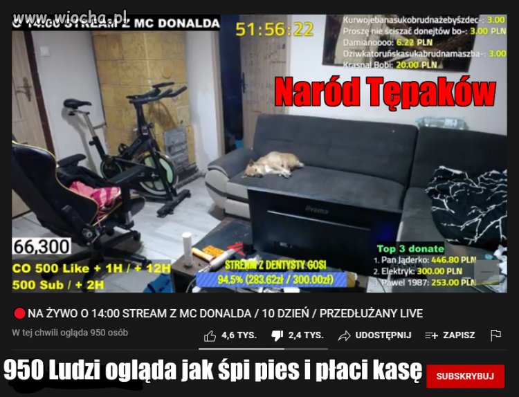 GODZINA 15:00  950 LUDZI OGLĄDA JAK PIES ŚPI