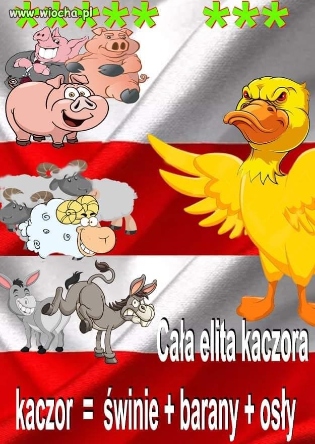 Cała elita kaczora