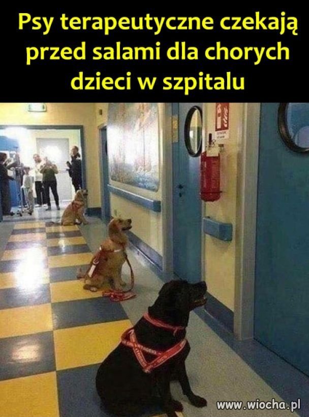 Bo lepiej dać na qurwizje
