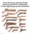 W lasach tego pełno...