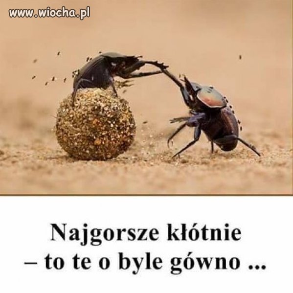 Oglądałem obrady Sejmu...