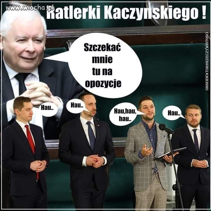 Pieski kieszonkowe