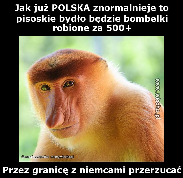 Jak już POLSKA znormalnieje to pisoskie bydło
