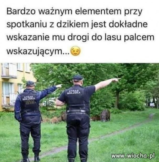Straż Miejska
