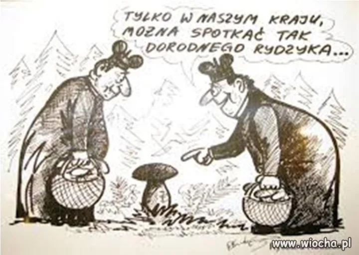 Rydzyk szlachetny