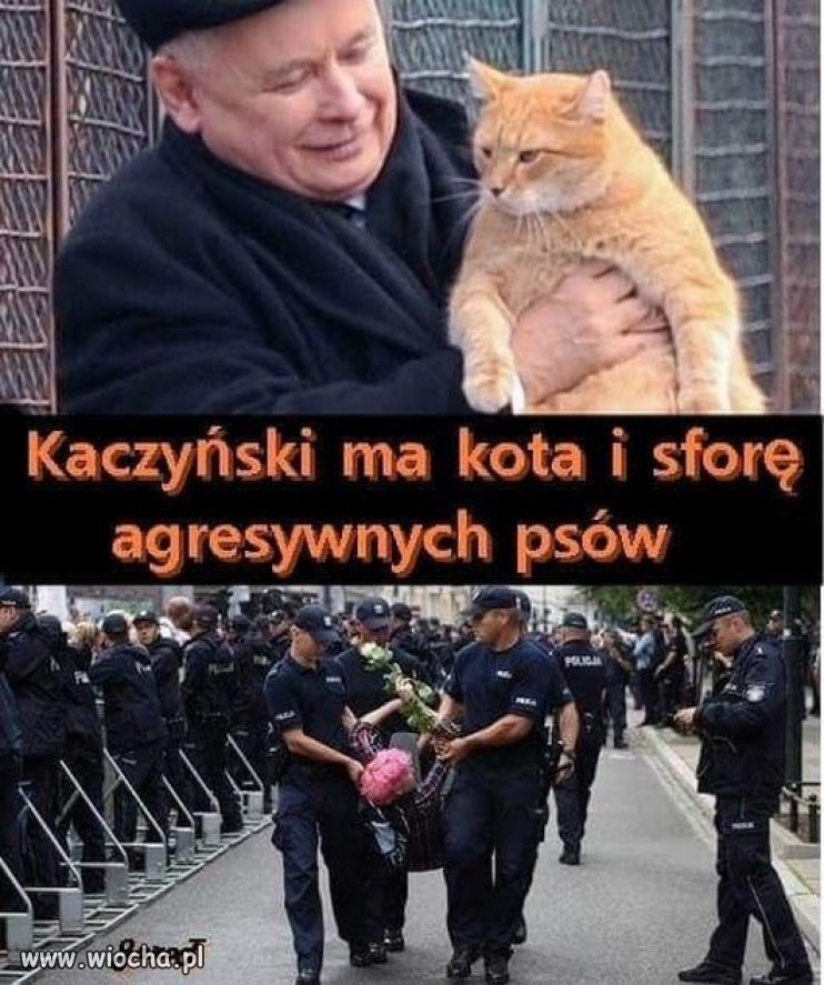 Ma kota i sforę agresywnych  psów