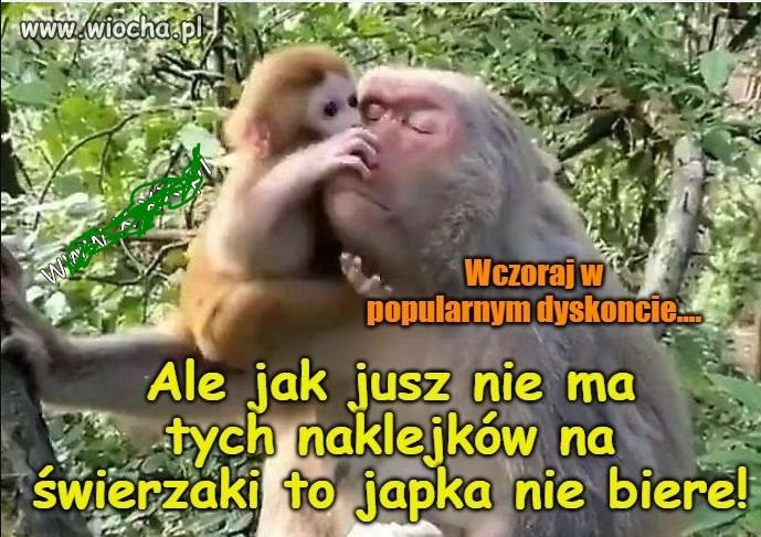 Na co ci te japko?