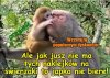 Na co ci te japko?