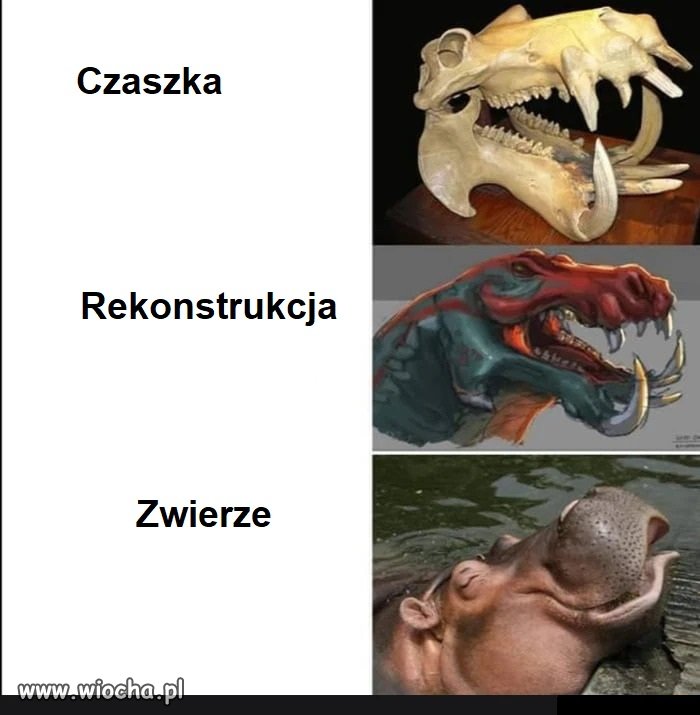 Rekonstrukcja wyglądu