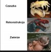 Rekonstrukcja wyglądu