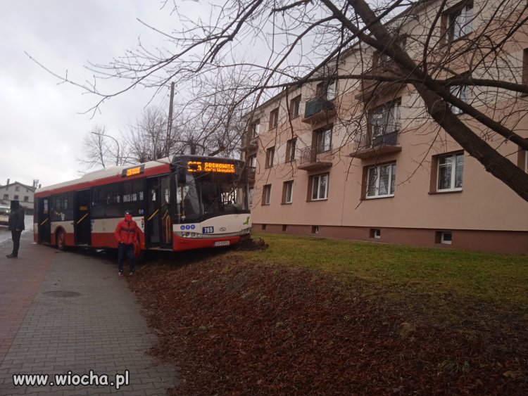 Autobus, gdy zobaczy zieloną trawkę , żeruje...
