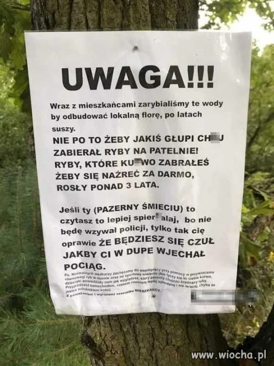 Rybak 