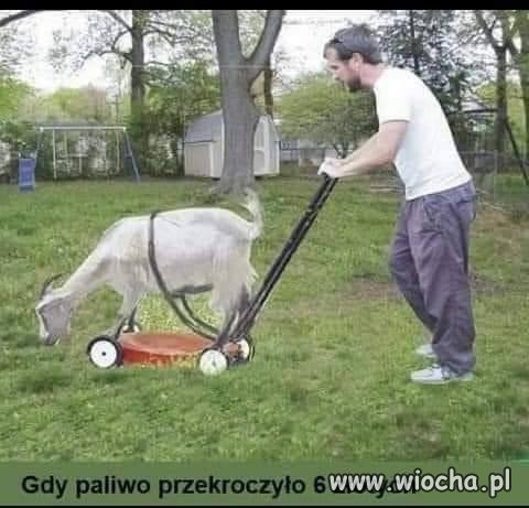 Ekologiczna kosiarka 