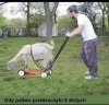 Ekologiczna kosiarka 
