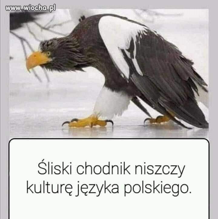 Ciekawe co mówi dr Miodek