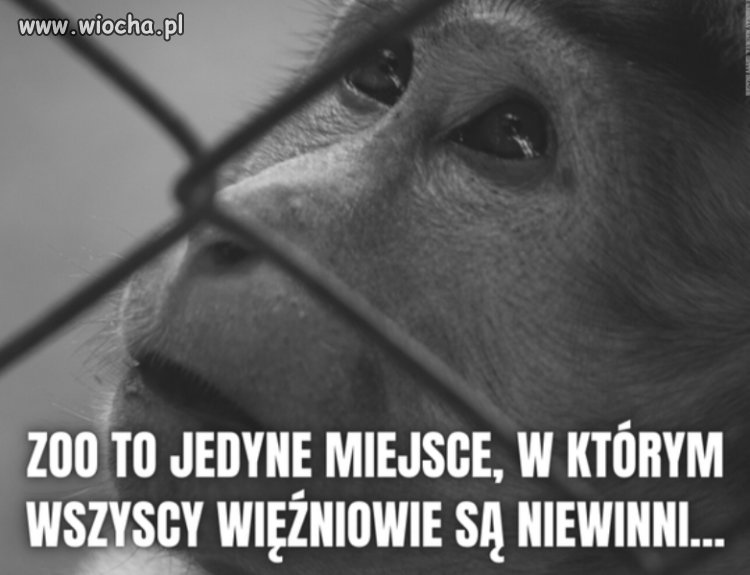 Ciekawi mnie  czy Pisowców zamkna w więzieniu