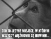 Ciekawi mnie  czy Pisowców zamkna w więzieniu