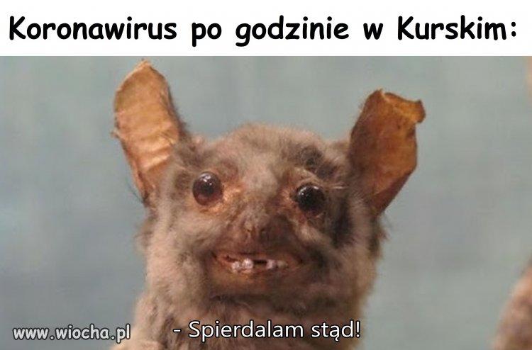 Strasznie toksyczne bydlę... a i koronawirus nie lepszy