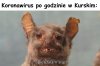 Strasznie toksyczne bydlę... a i koronawirus nie lepszy