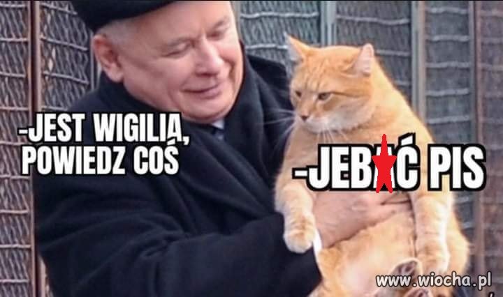 Kot wczoraj wreszcie mógł zabrać głos ...