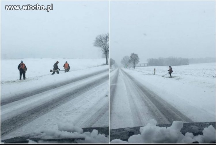 Bareja wiecznie żywy 