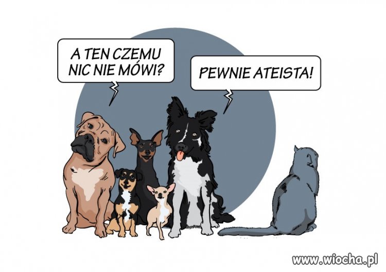 Pewnie kot prezesa 