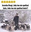 Gdy wyjdziesz ze swoją sforą na spacer 