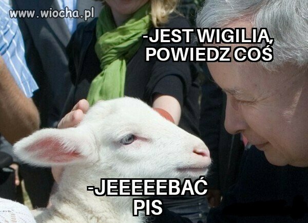 Bydlęta klękają...