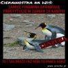 Ciekawostka