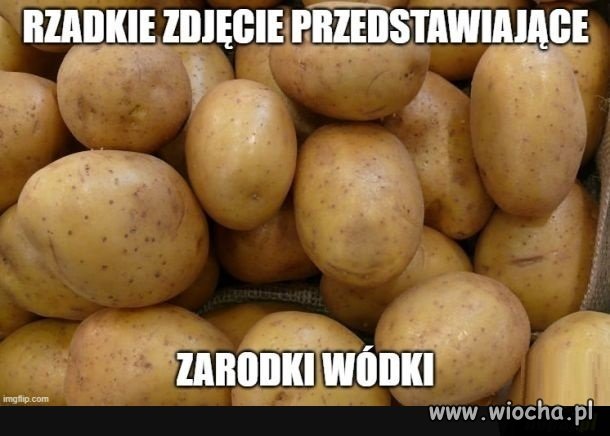 Tak przy sobocie