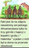 Tymczasem na Halembie 