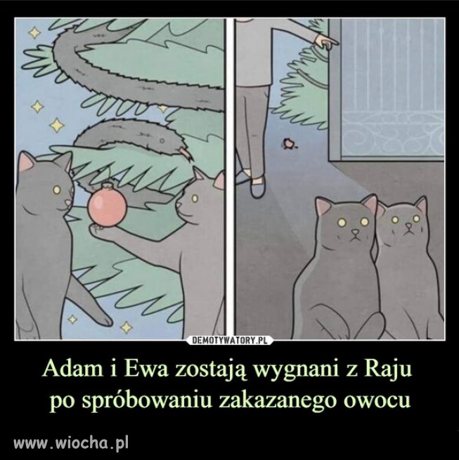 Cytat z kociej biblii...