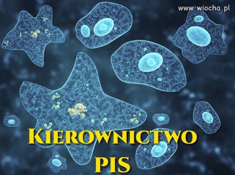 Kierownictwo pis   