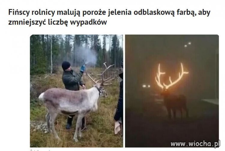 Zobaczyć takiego w nocy, w lesie