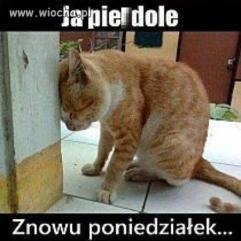 A kto lubi poniedziałki?