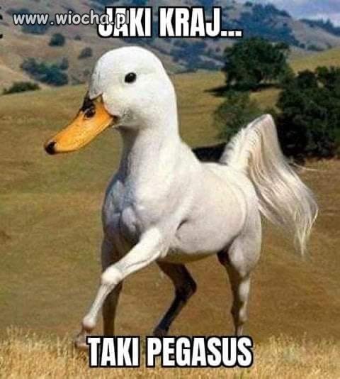 Ciekawe 