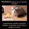 Niby każdy