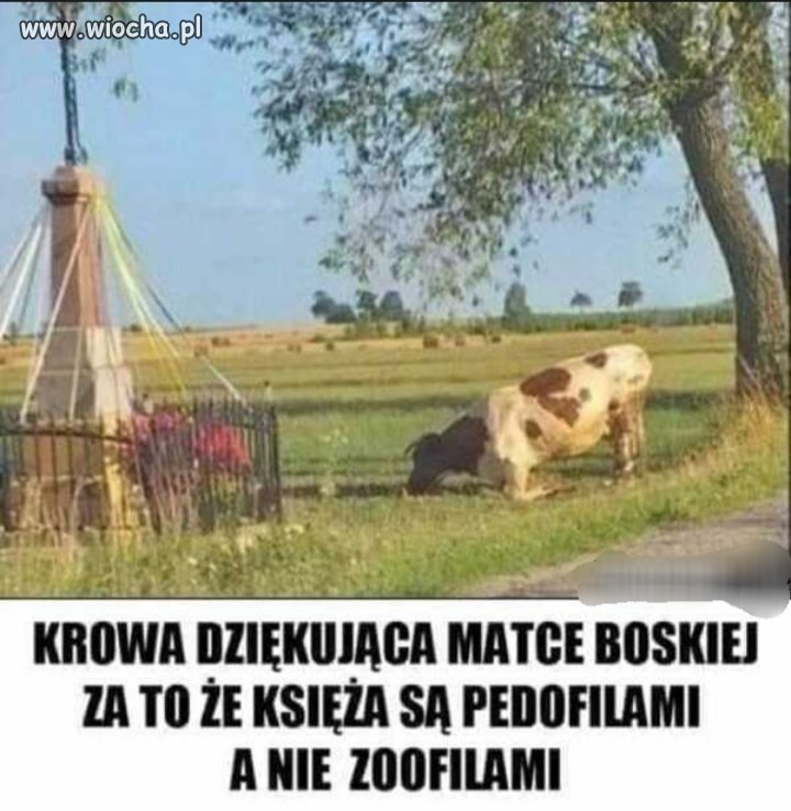 Wdzięczna krowa