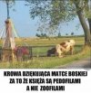 Wdzięczna krowa