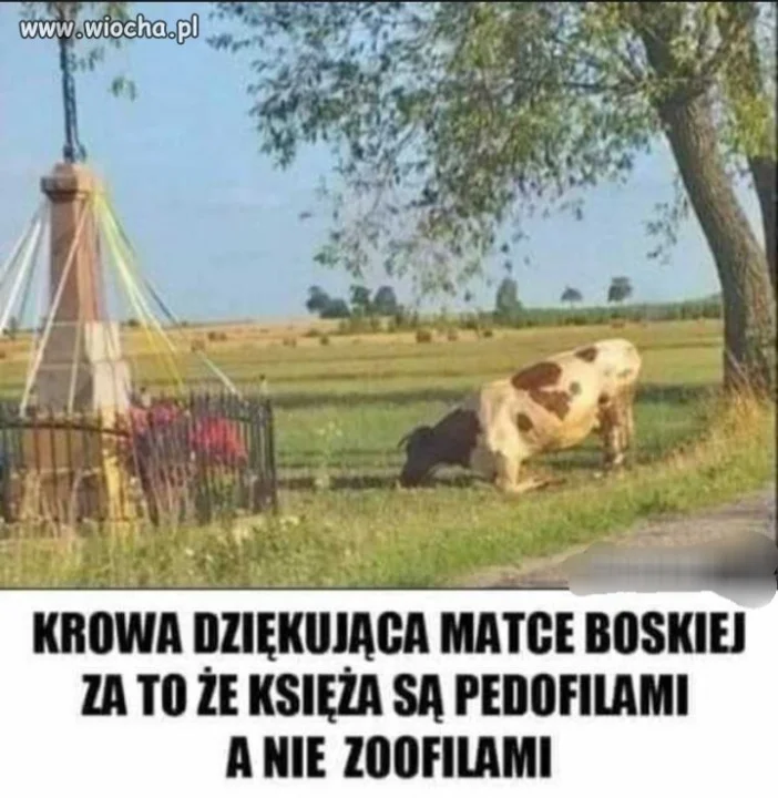 Wdzięczna krowa