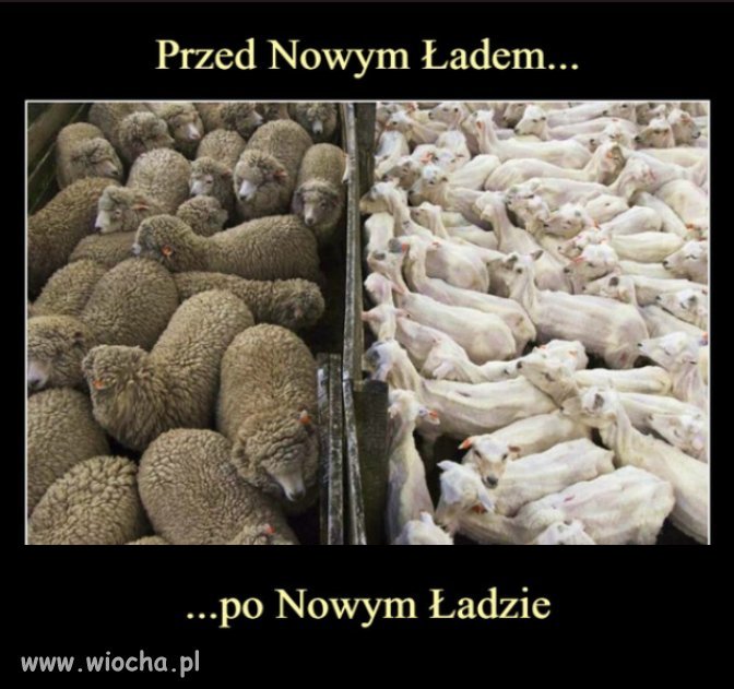 To nie wina cwaniakow PiSu, ze okradaja polski narod...