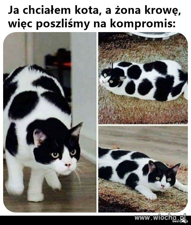 Muuu