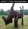 Koło okna latał i podsłuchiwał!!!...To go odstrzeliłem